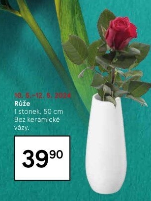 Řezané růže
