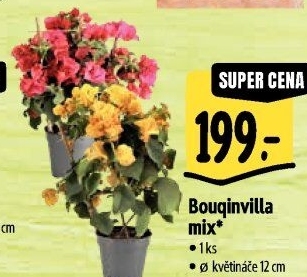 Bugenvilea - Bougainvillea