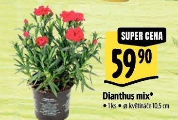 Dianthus - Hvozdík