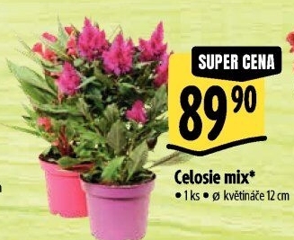 Nevadlec - Celosie