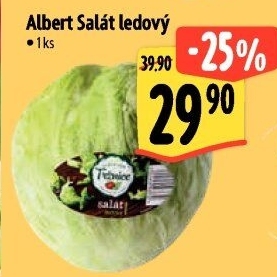 Salát ledový Albert