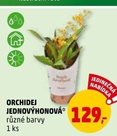 Orchidej
