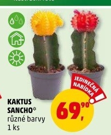 Kaktus