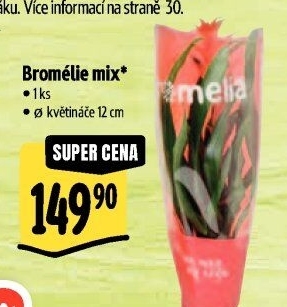 Bromelia