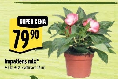 Netýkavka - Impatiens