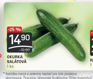 OKURKA SALÁTOVÁ 1 ks