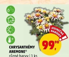 Chrysanthemum - Chryzantéma