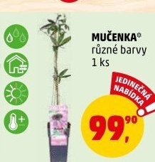 Mučenka - Passiflora