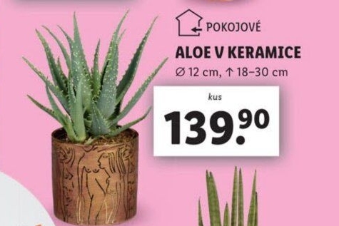 Aloe vera