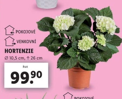 Hortenzie - Hydrangea