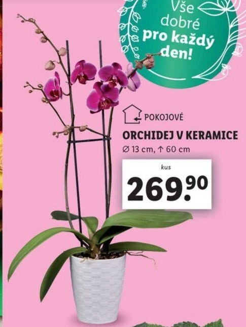Orchidej - Lidl akcniletaky.com