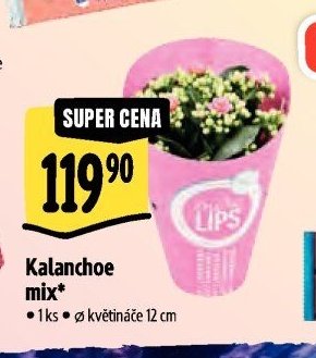 Kalanchoe mix