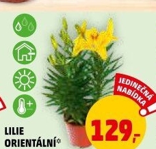 Lilie