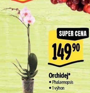 Orchidej