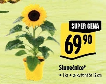 Slunečnice - Hellianthus