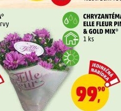 Chrysanthemum - Chryzantéma