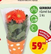 Gerbera
