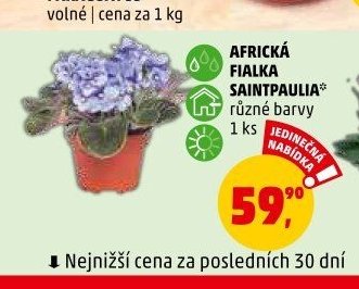 AFRICKÁ FIALKA SAINTPAULIA* různé barvy 1 ks