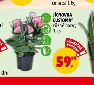JÍCNOVKA EUSTOMA* různé barvy 1 ks