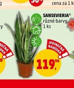 SANSEVIERIA* různé barvy 1 ks