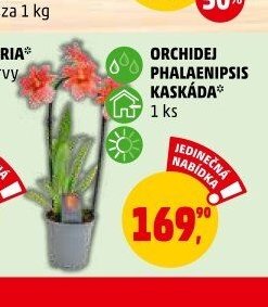 ORCHIDEJ PHALAENOPSIS KASKÁDA* 1 ks