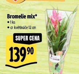 Bromelia