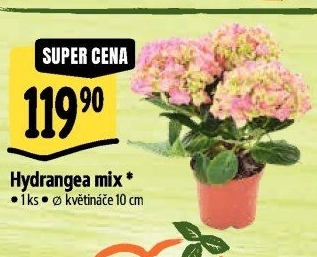 Hortenzie - Hydrangea