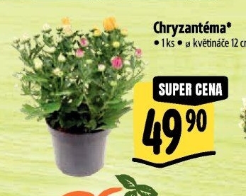 Chrysanthemum - Chryzantéma