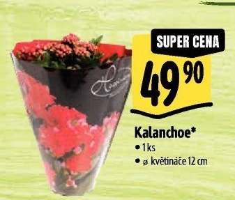 Kalanchoe - Kolopejka