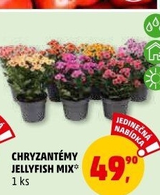 Chrysanthemum - Chryzantéma