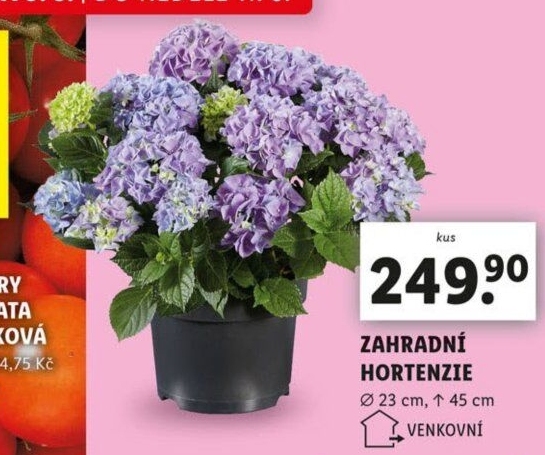 Hortenzie - Hydrangea