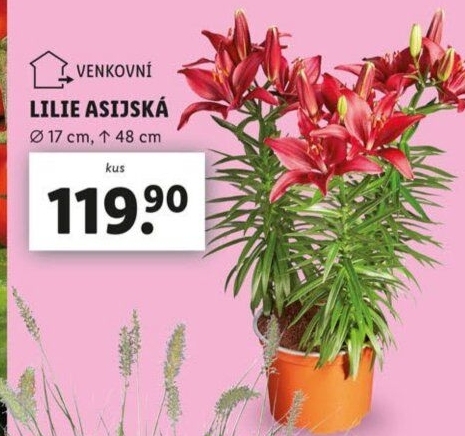 Lilie