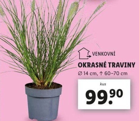 Okrasná tráva