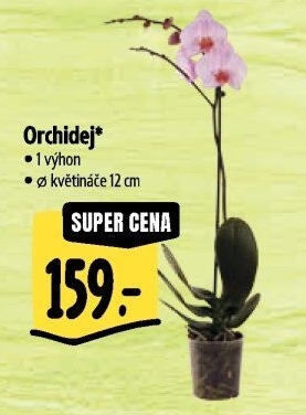 Orchidej