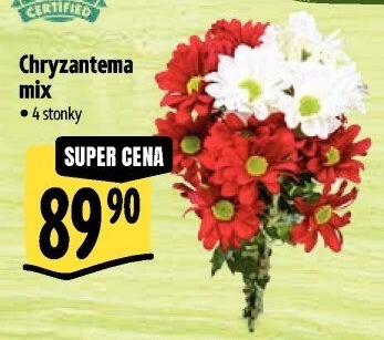 Řezané Chryzantémy