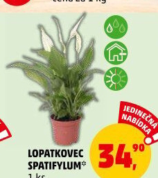 Spathiphyllum - Spatyfilium - Toulcovka - Lopatkovec