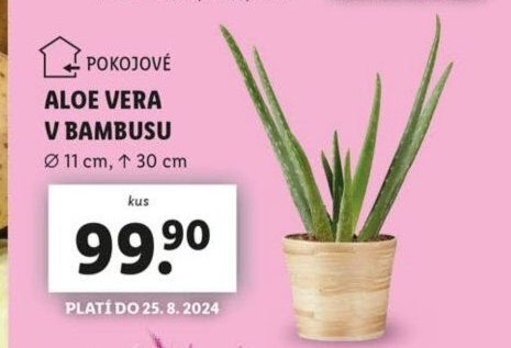 Aloe vera