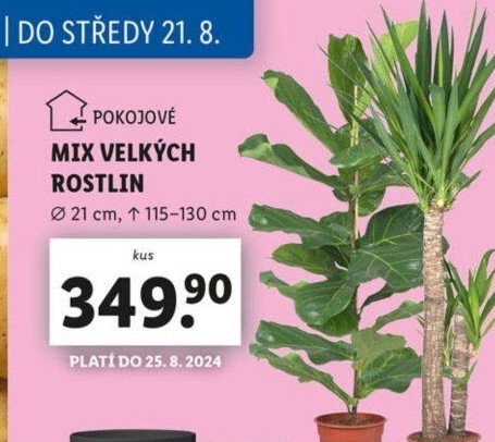 Mix zelených rostlin