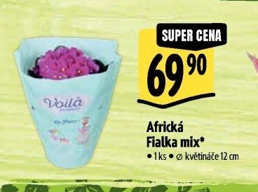 Africká Fialka mix*