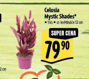 Celosia Mystic Shades*