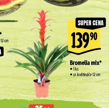 Bromelia mix*