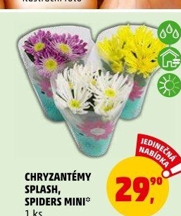 Chrysanthemum - Chryzantéma