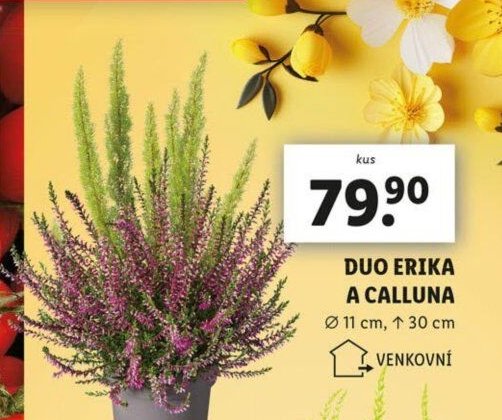 Duo Erika a Calluna