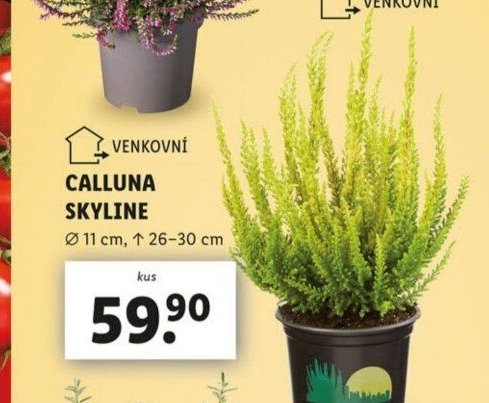 Calluna Skyline