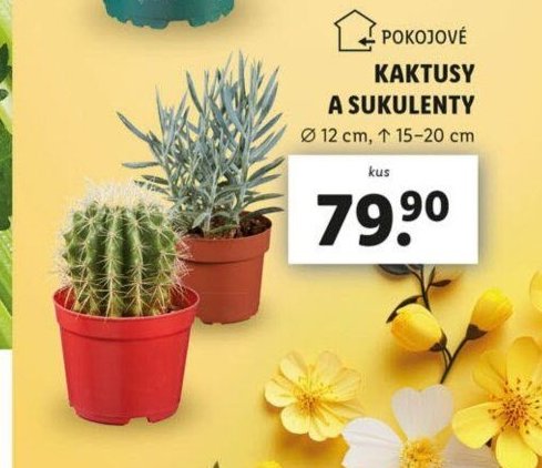 Kaktusy a sukulenty