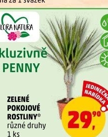 Pokojové rostliny