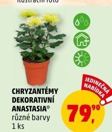 Chrysanthemum - Chryzantéma