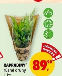 Kapradina