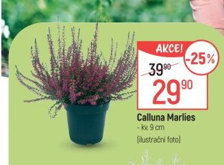 Calluna Marlies