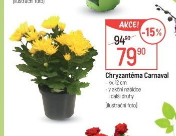 Chryzantéma Carnaval